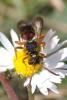 Nomada sp.